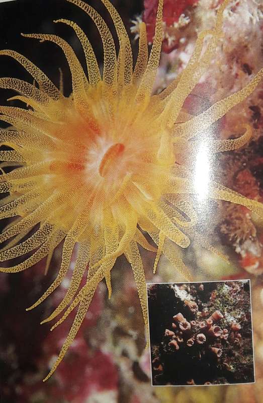 Living Reefs Of The Maldives - Dr R C Anderson
