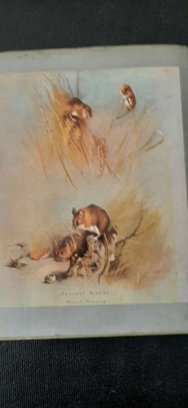 Thorburn`s Mammals with an introduction by David Attenborough and notes by Iain Bishop
