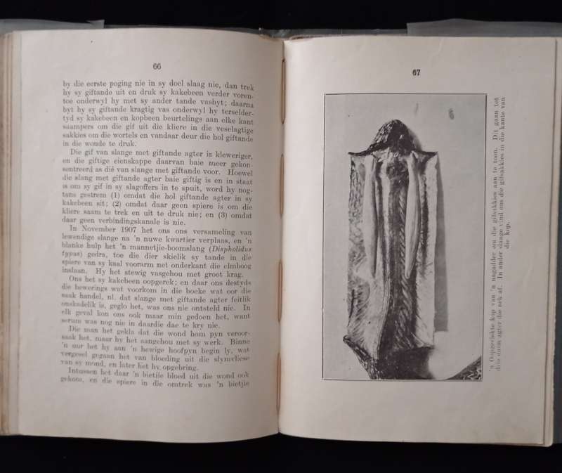 Solange en die behandeling van Slangbyt by FW Fitzsimons