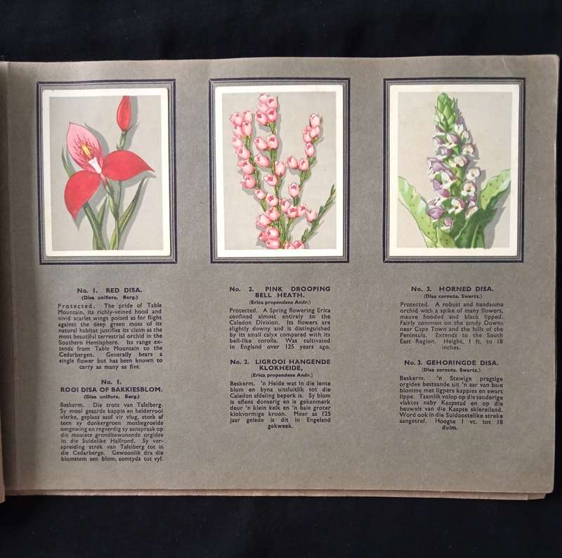 Springbok Cigarette Album for a series of 52 South African Flowers by The United Tobacco Cos.