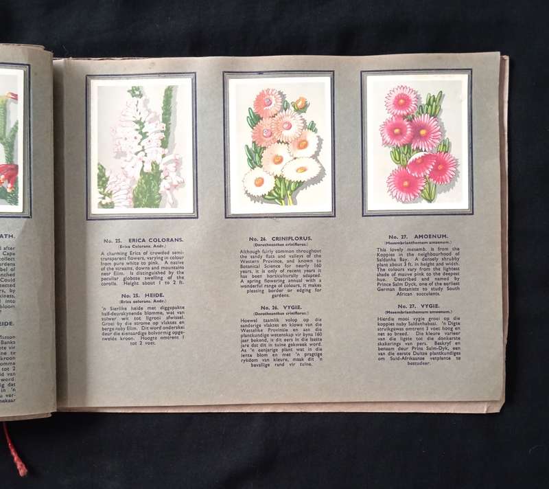 Springbok Cigarette Album for a series of 52 South African Flowers by The United Tobacco Cos.