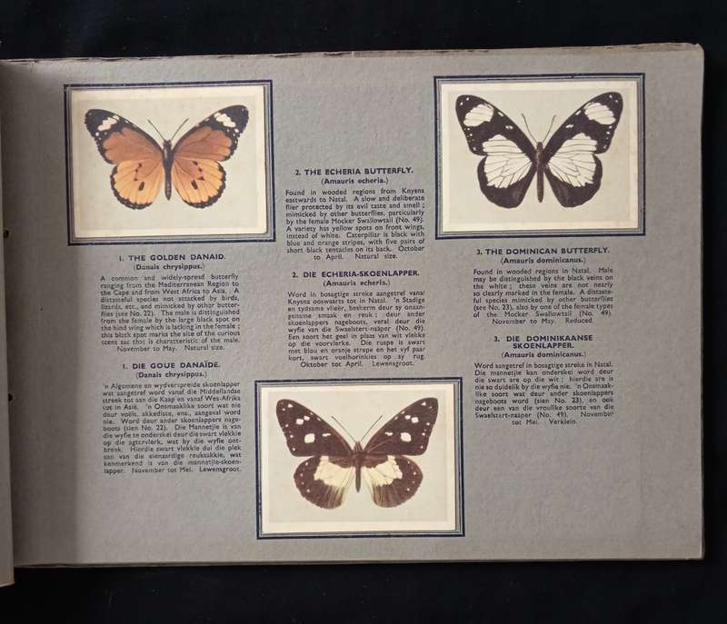 Springbok Cigarette Album for a series of 52 South African Butterflies by The United Tobacco Cos