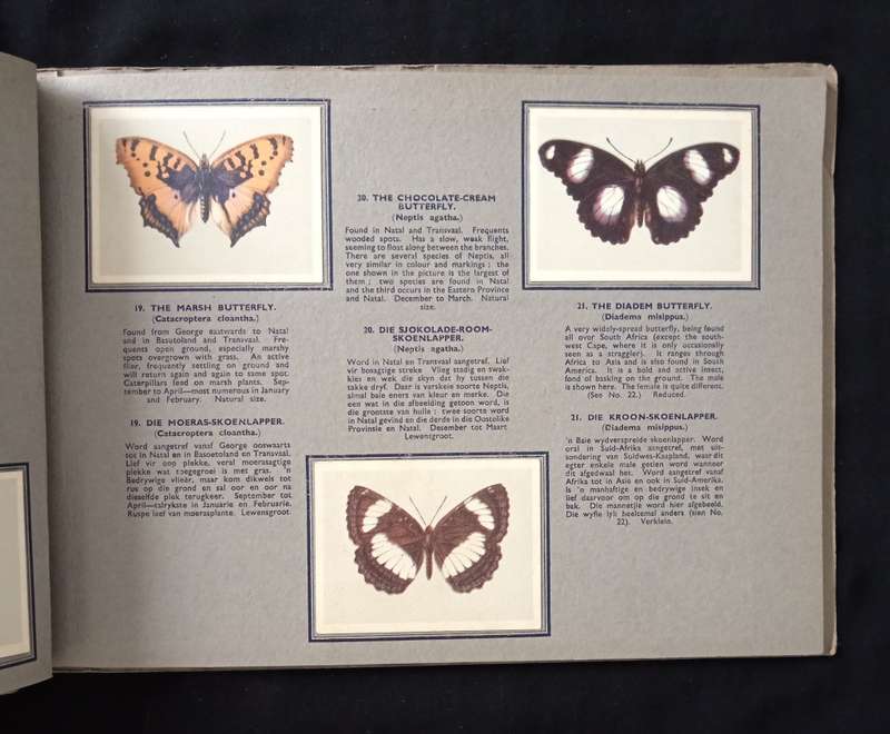 Springbok Cigarette Album for a series of 52 South African Butterflies by The United Tobacco Cos