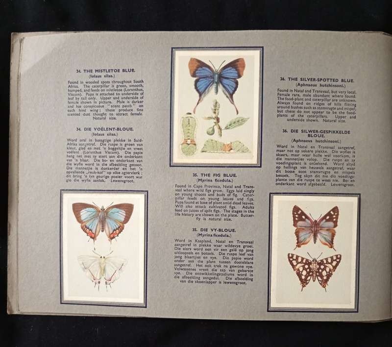 Springbok Cigarette Album for a series of 52 South African Butterflies by The United Tobacco Cos