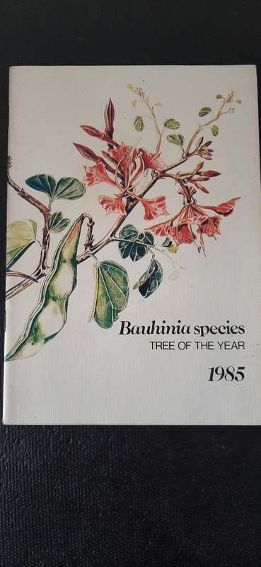 Bauhinia species - Tree of the year 1985 by C.J. Esterhuyse