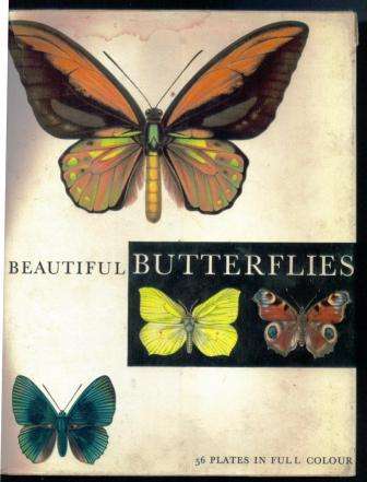 Beautiful Butterflies