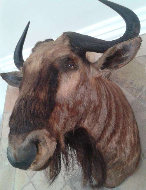 1 x BLUE WILDEBEEST TROPHY HEAD