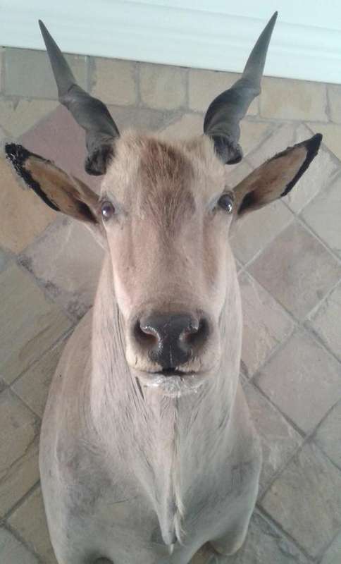 1 x ELAND TROPHY HEAD
