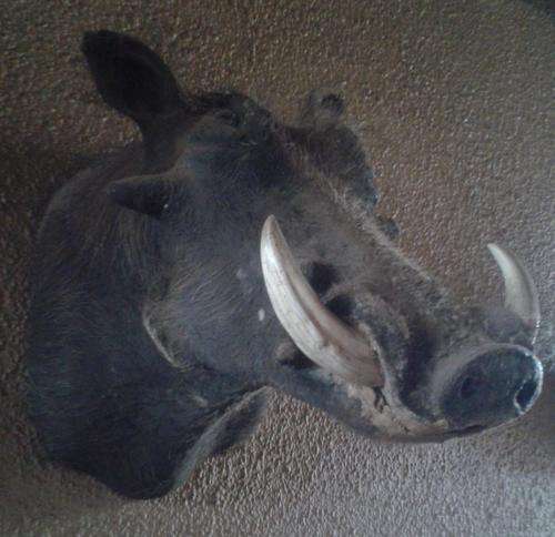 1 x WARTHOG TROPHY HEAD
