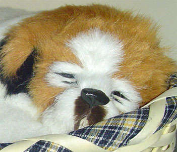 Furry Faux St Bernard Replica in a Basket - The Perfect Pet for when you can't keep the real thing.
