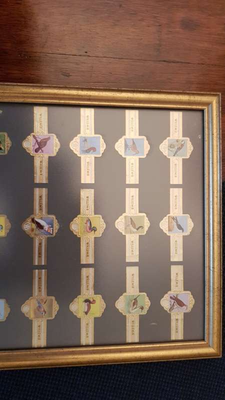 Cigar Band Collection: Long Frame with 36x different Bands Willem II Bird Series