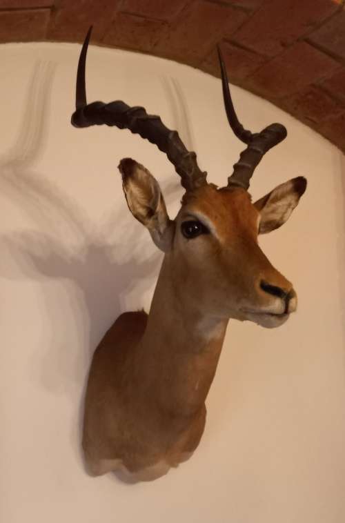 IMPALA HEAD/SHOULDER MOUNT. A vintage taxidermy African Impala head