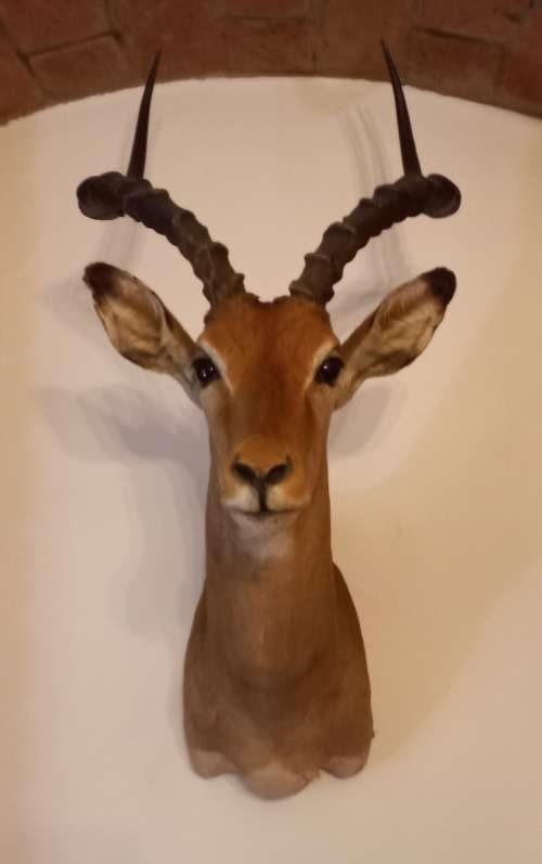 IMPALA HEAD/SHOULDER MOUNT. A vintage taxidermy African Impala head