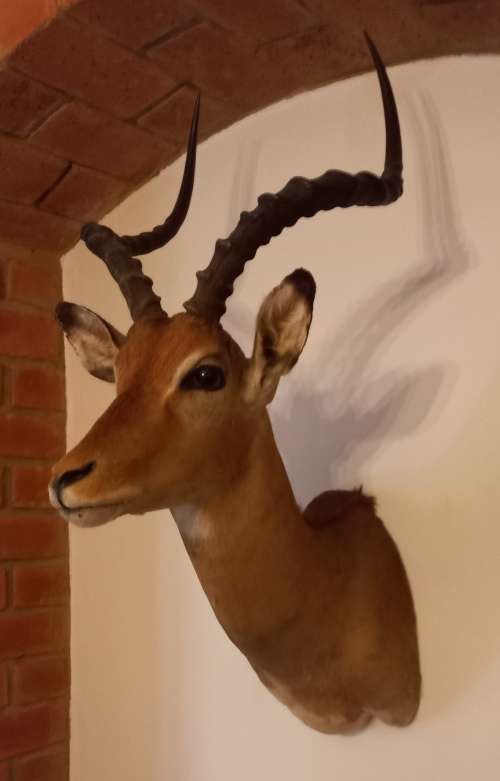 IMPALA HEAD/SHOULDER MOUNT. A vintage taxidermy African Impala head