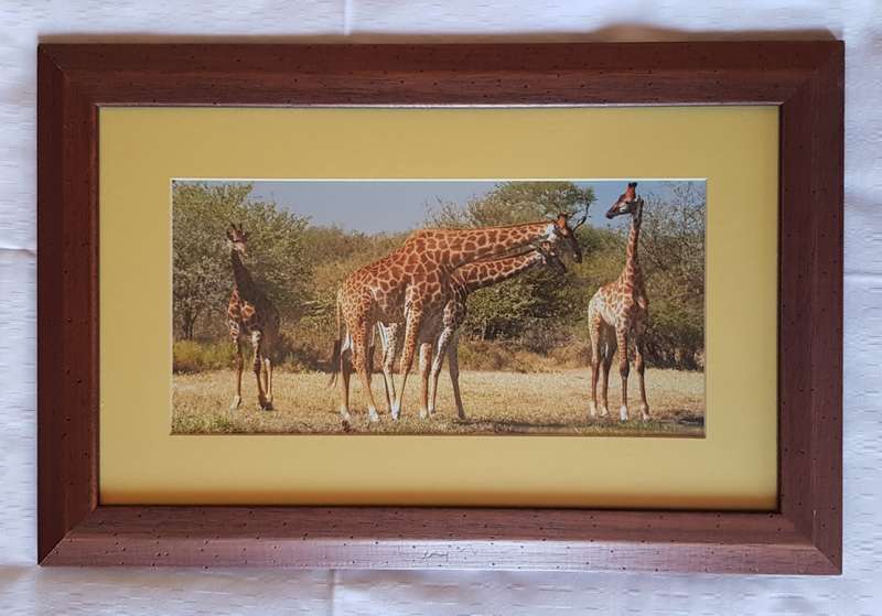 Picture Frame: Framed photo print of Giraffes browsing behind glass.