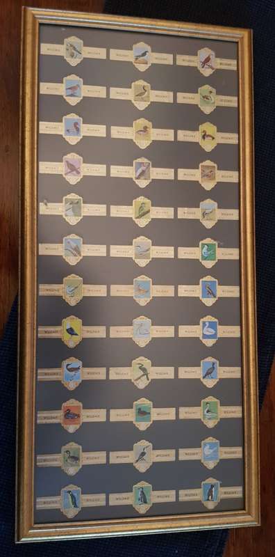 Cigar Band Collection: Long Frame with 36x different Bands Willem II Bird Series