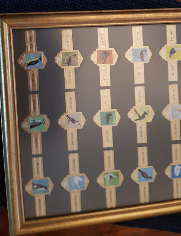 Cigar Band Collection: Long Frame with 36x different Bands Willem II Bird Series