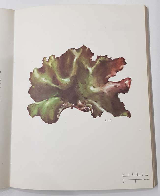 The Seaweeds of the Tsitsikama Coastal National Park