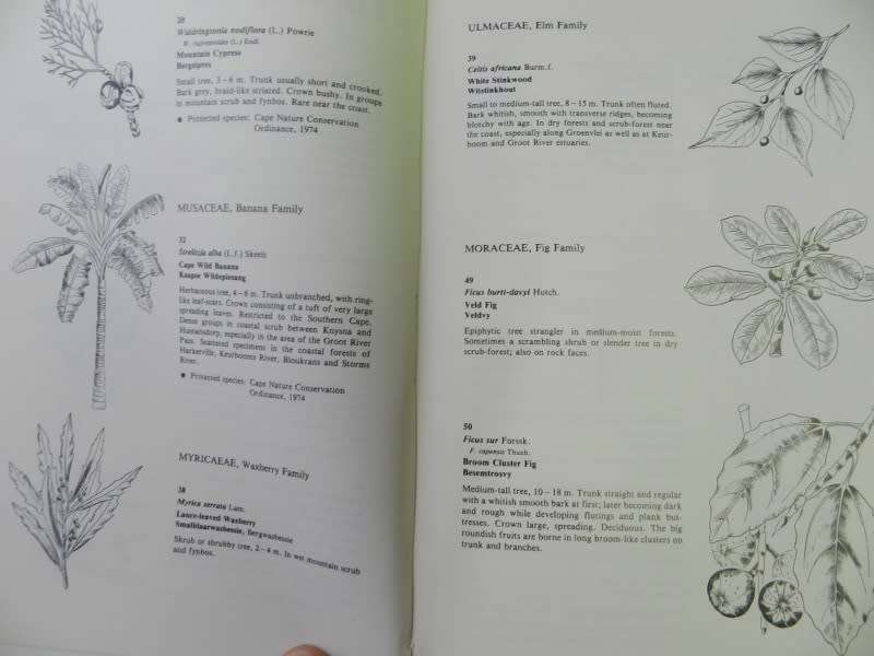 Southern Cape Tree Guide  by  F. Von Breitenbach