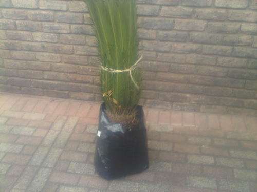 CYCAD REVALUTA