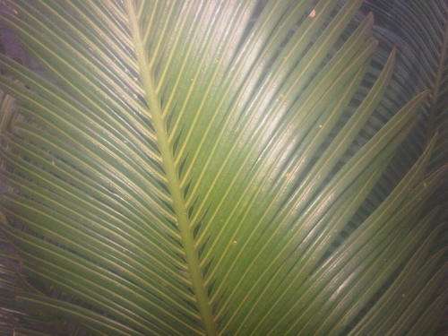 CYCAD THOURASII