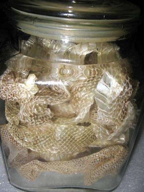 SNAKE SKIN SHEDDING