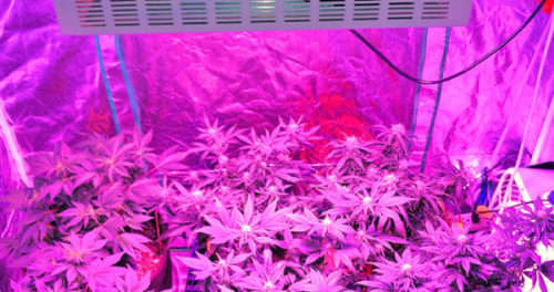 1200W LED Grow Light | Veg and Bloom Setting (Real Draw 180W) - Last Few Left !