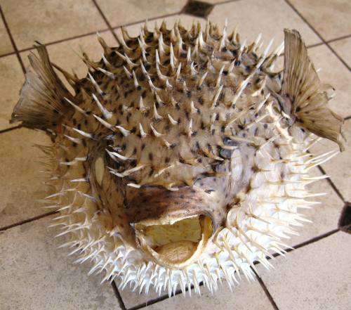 BLOWFISH,PUFFER FISH,BLAASOPPIE,PORCUPINE FISH=Dried & Taxidermied=Large=ORNAMENT= Have a look!!!!!