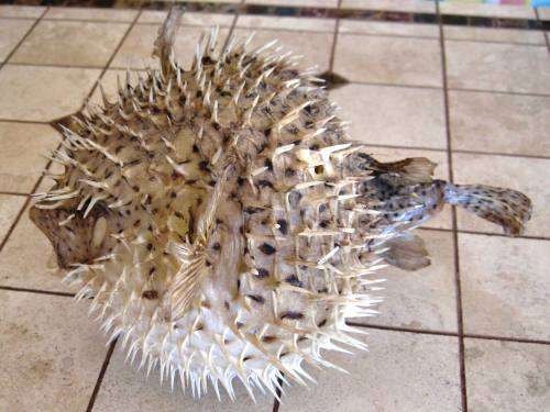 BLOWFISH,PUFFER FISH,BLAASOPPIE,PORCUPINE FISH=Dried & Taxidermied=Large=ORNAMENT= Have a look!!!!!