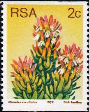 RSA 1977: 3rd DEFINITIVE ISSUE 2c COIL STAMP MNH (SACC436) - incl. DARK VARIETY