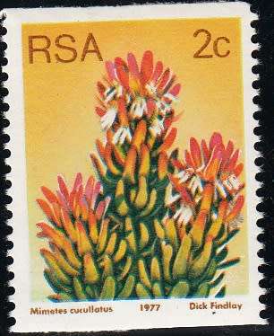 RSA 1977: 3rd DEFINITIVE ISSUE 2c COIL STAMP MNH (SACC436) - incl. DARK VARIETY