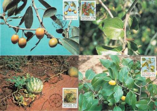 VENDA 1985: POSTCARD #22 - 25  FOOD FROM THE VELD SET OF 4 CTO (SACC 113-115)
