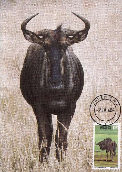 SWA 1984: POSTCARD#9  BLUE WILDEBEEST CTO