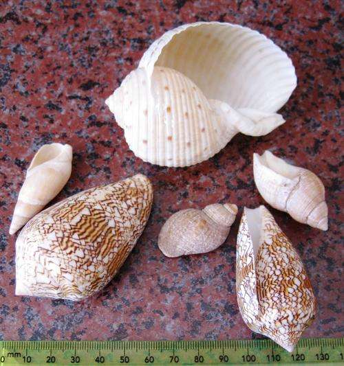 SMALL SELECTION OF BEAUTIFUL SEASHELLS
