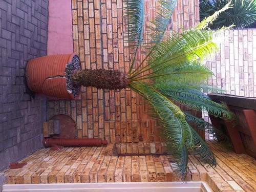 2 x Cycas in large pots - tree trunk about 1,2m high - one pot cracked