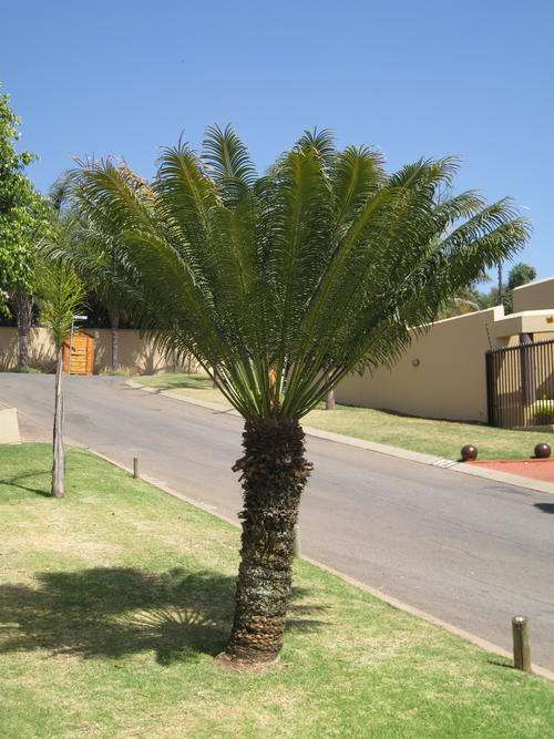 Tree Cycas, stem 1,5m high, still in ground