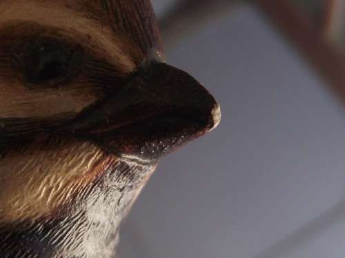 PAIR OF MALE AND FEMALE HARLEQUIN QUAIL'S FEATHERS OF KNYSNA