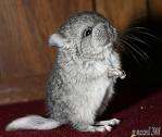 BABY CHINCHILLA