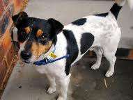 JACK RUSSEL CROSS