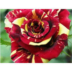 Meteor Rose seeds (10 seeds per pack)