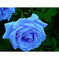 Blue Rose seeds (10 seeds per pack)