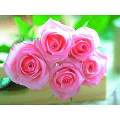 Pink Rose seeds (10 seeds per pack)