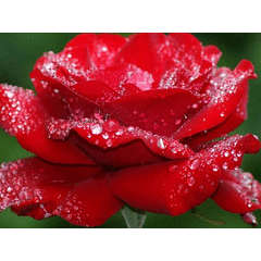 Red Rose seeds (10 seeds per pack)