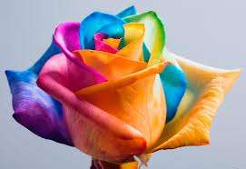 Rainbow Rose seeds (10 seeds per pack)