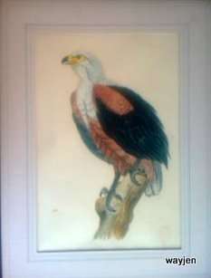 BEAUTIFUL PAINTING OF A BIRD OF PREY. NO NAME TO THIS PAINTING. CARDBOARD FRAME. PICTURE IS LOOSE.