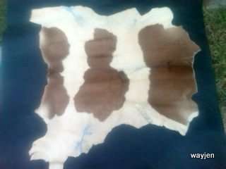 ANIMAL SKIN. DON'T KNOW WHAT BUCK IT COMES FROM. +- 82X88cm. PLEASE NOTE CONDITION. NO STAMP MARKS.