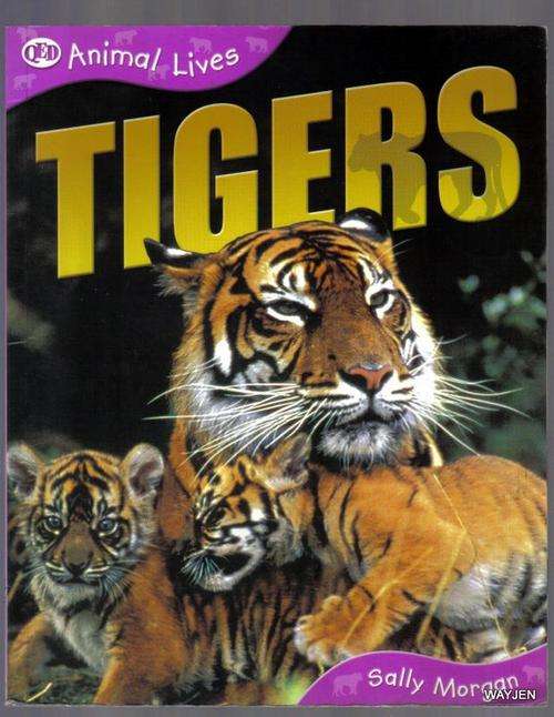 TIGERS BY SALLY MORGAN. ALL YOU NEED TO KNOW ABOUT TIGERS. BOOK IS A LITTLE GRUBBY ON EDGES.