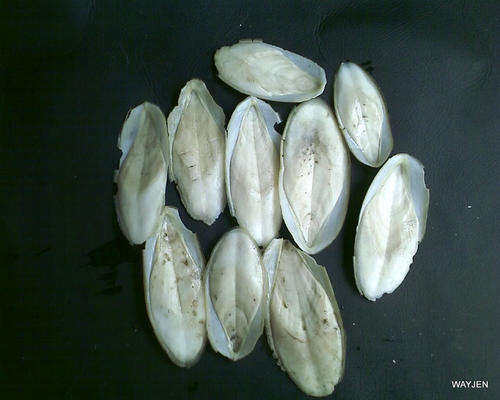 10 X CUTTLE BONES FROM THE CUTTLEFISH. CALCIUM FOR YOUR BIRDS,POLISHING PASTE etc..