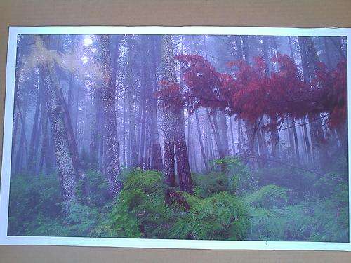 LAMINATED POSTER "FOREST". 49 X 32cm.