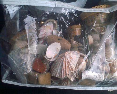 IT'S ALL ABOUT THE SEA. BAG OF A MIXED VARIETY OF SEA SHELLS. MOST LOOSE BUT SOME IN BOTTLES.